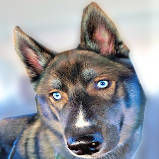 S&J Siberian Huskies